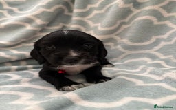 Sprocker dogs for sale: Beautiful Sproker pups  - Image 3