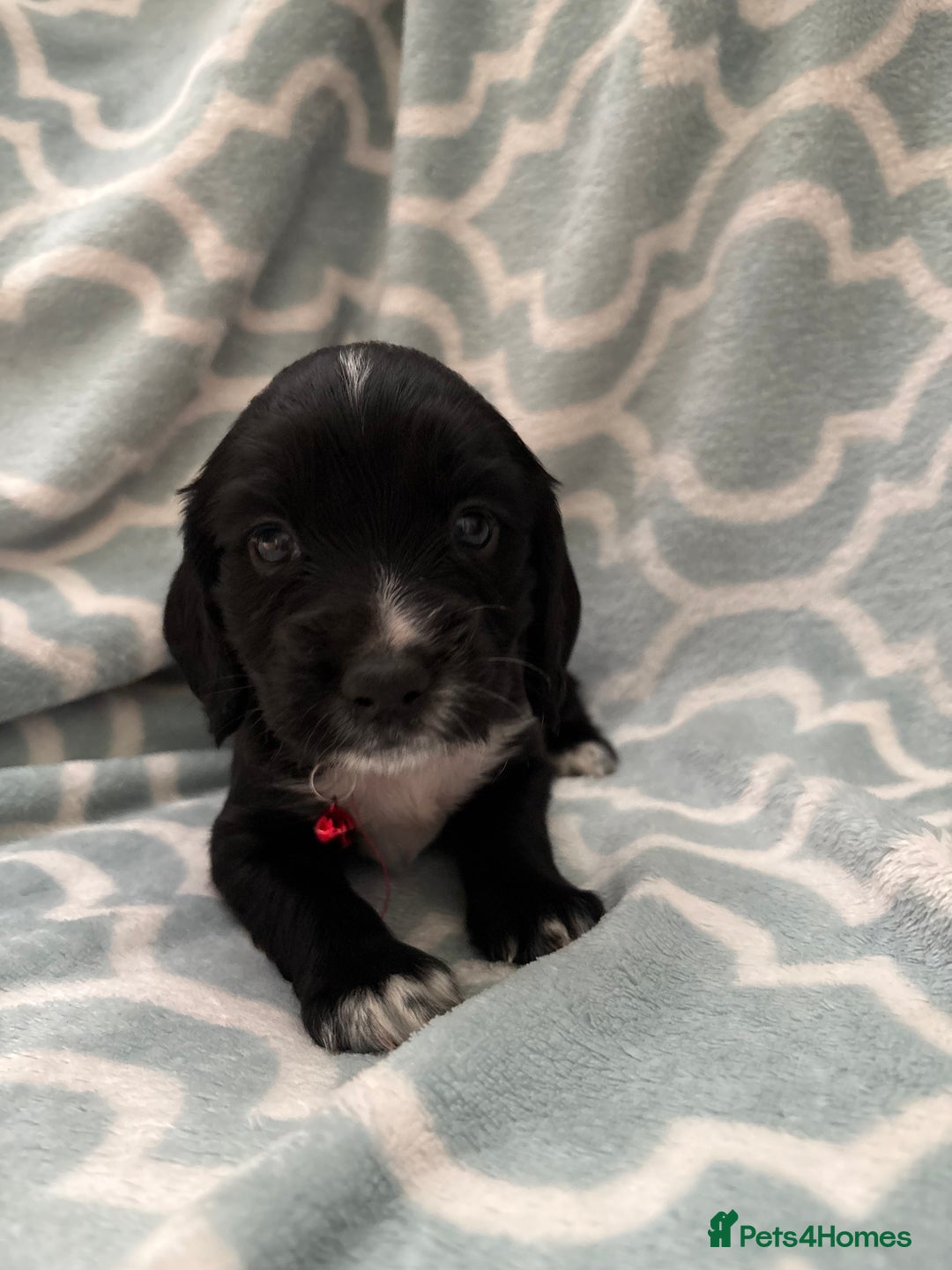 Sprocker dogs for sale: Beautiful Sproker pups  - Image 3