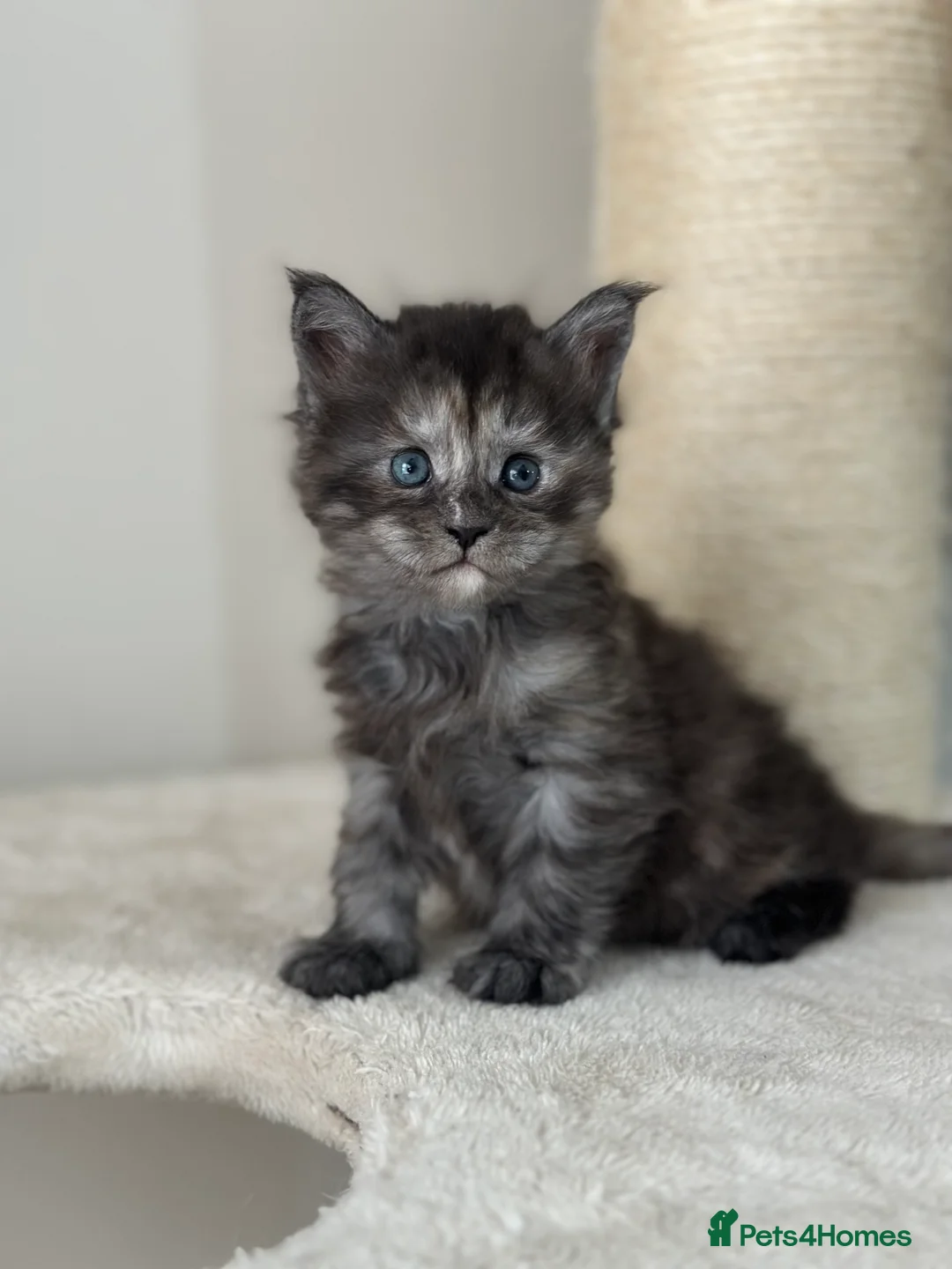 Maine Coon cats for sale: Stunning TICA Registered Maine Coon Kittens - Advert 17