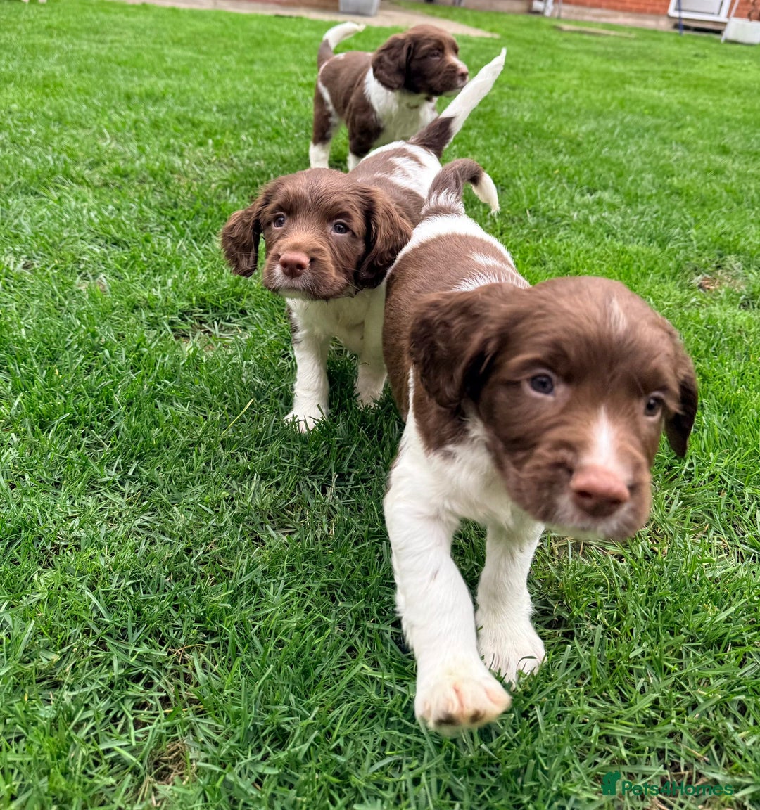 English Springer Spaniel dogs for sale: ENGLISH SPRINGER SPANIEL - Image 4