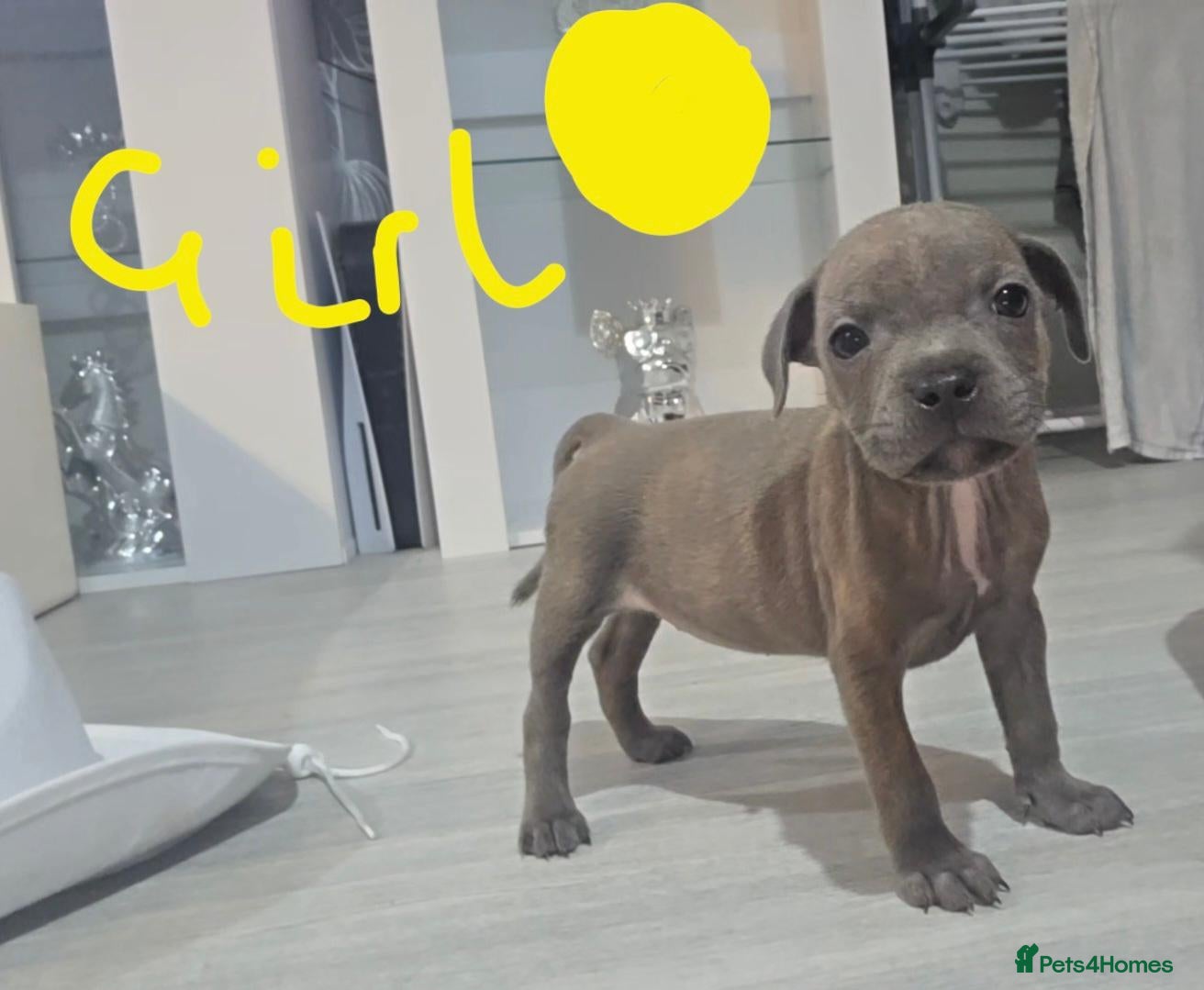 Staffordshire Bull Terrier dogs Staffy pups (kc reg)  - Advert 3