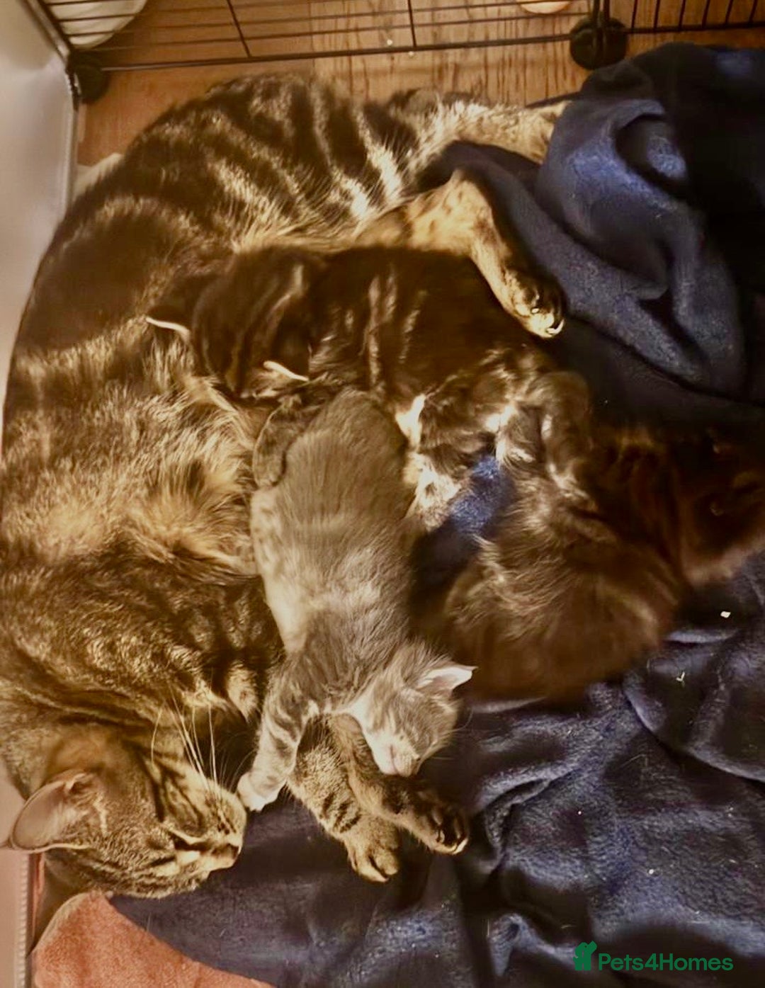 Maine Coon cats for sale: Maine coon cross kitten  - Advert 2