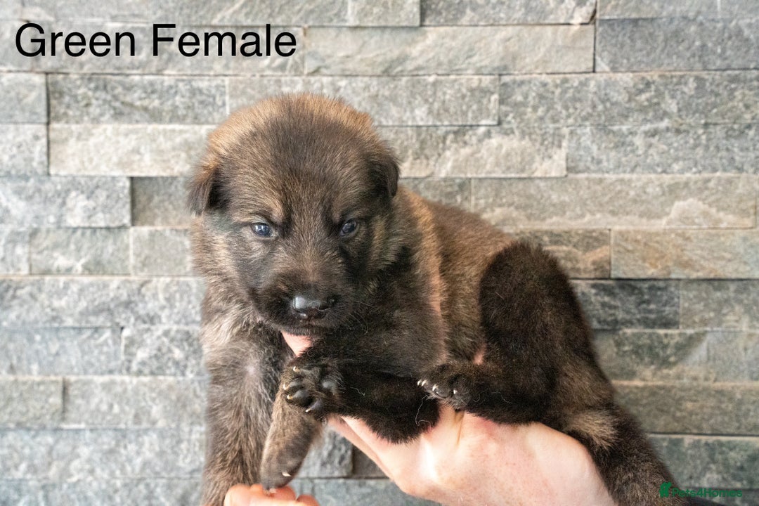 German Shepherd dogs for sale: German Shepherd Puppies - Image 12