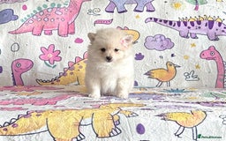 Pomsky dogs for sale: Perfect husky markings f3 Pomsky puppies for sale - Image 10