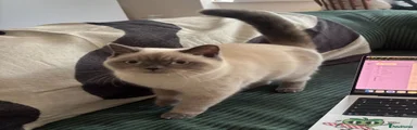 British Shorthair 1