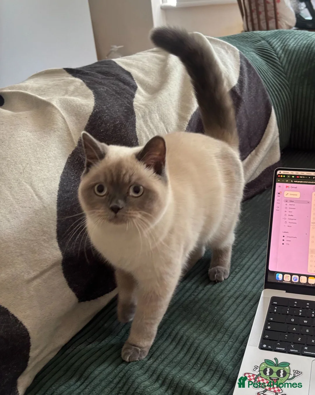 British Shorthair cats for sale: 8month Kitten Female Blue Point British Short Hair - Advert 1
