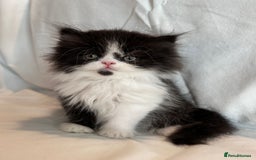 Persian cats for sale: 3 Cuddly Persian Babies❤️ - Image 2