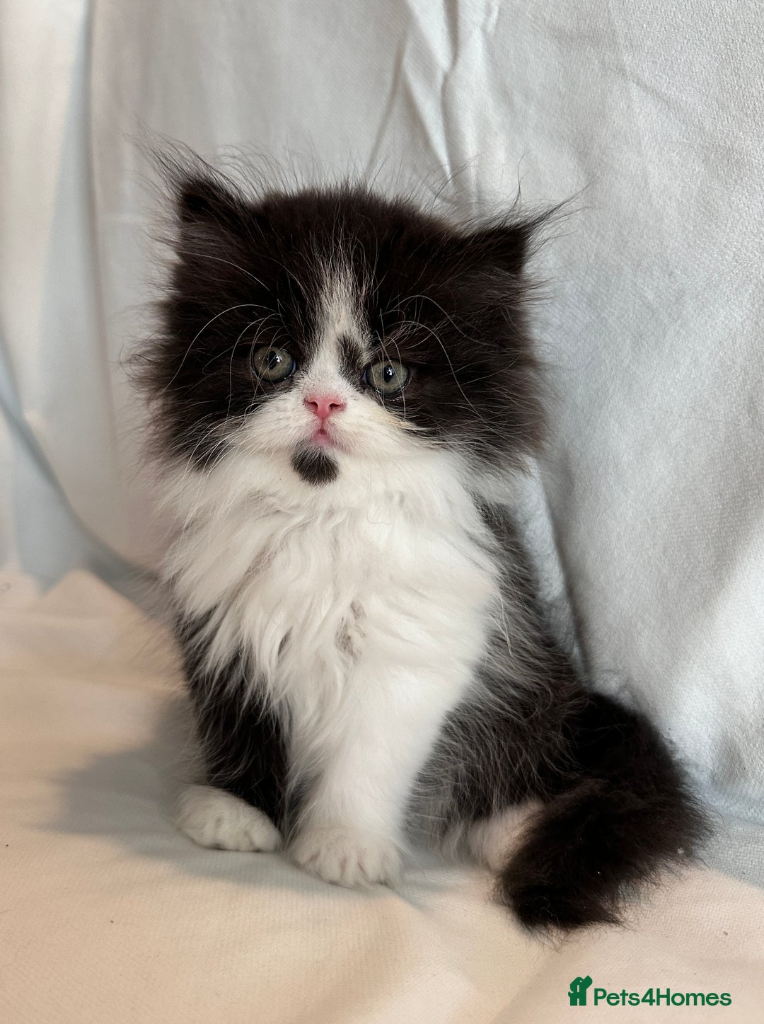 Persian cats for sale: 3 Cuddly Persian Babies❤️ - Image 2