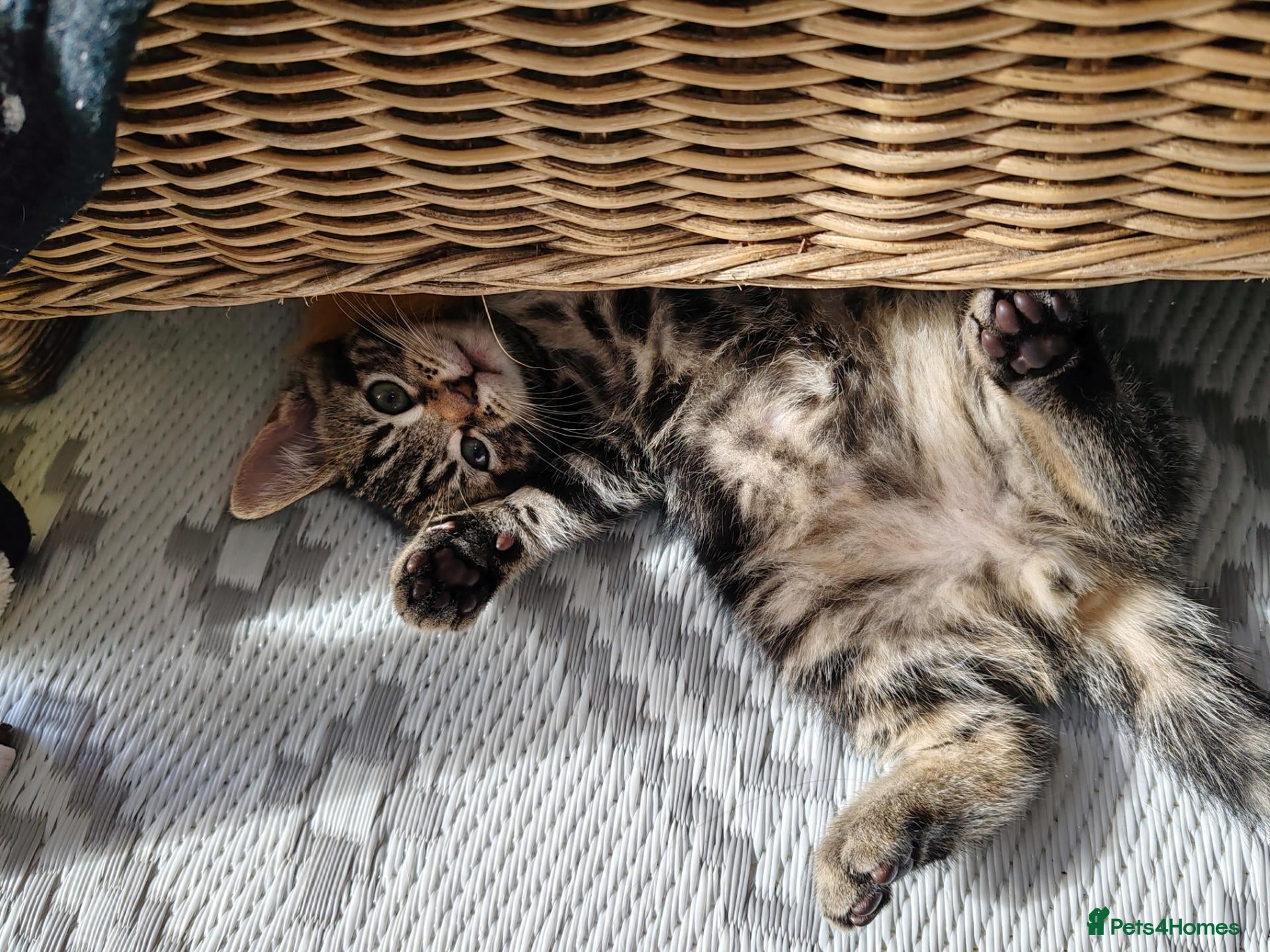 Mixed Breed cats Beautiful kittens looking for new home - Advert 6