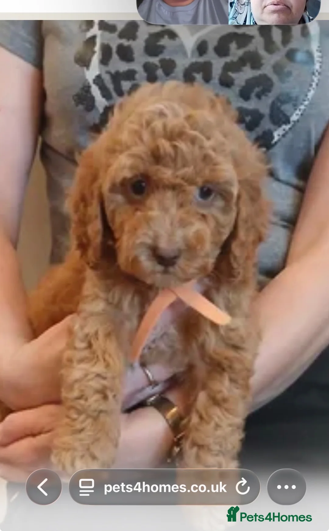 Cockapoo dogs for sale: Red cockapoo - Advert 1