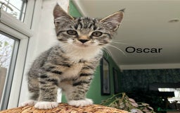 Mixed Breed cats for sale: Sweet natured kittens ready to go - Advert 6