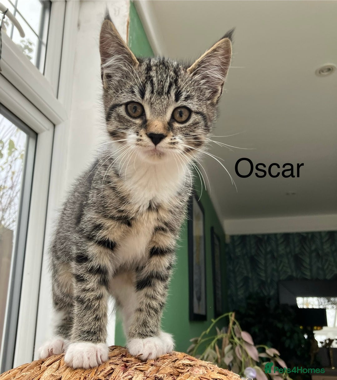 Mixed Breed cats for sale: Sweet natured kittens ready to go - Advert 6