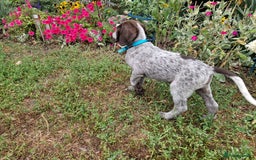 German Shorthaired Pointer dogs for sale: German Shorthair Pointer - Image 3