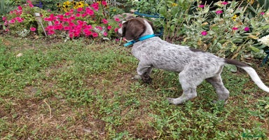 German Shorthaired Pointer dogs - Advert 15
