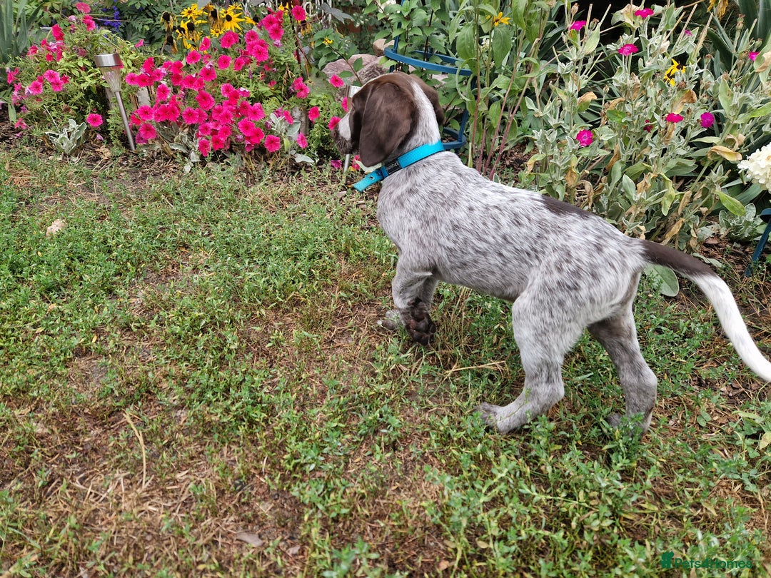 German Shorthaired Pointer dogs for sale: German Shorthair Pointer - Image 3