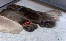 Staffordshire Bull Terrier dogs for sale: Staffordshire bull terrier puppies - Image 14