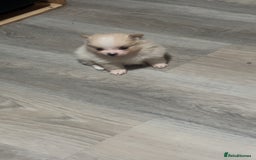 Pomeranian dogs for sale: Pomeranian puppies - Image 12