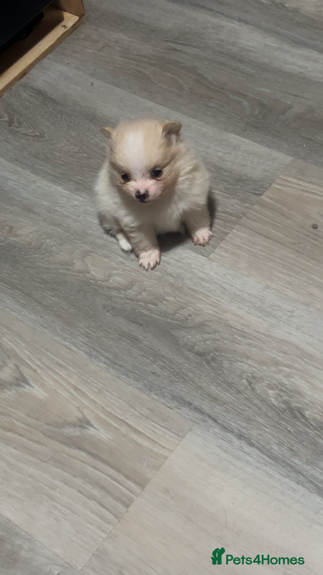 Pomeranian dogs for sale: Pomeranian puppies - Image 12