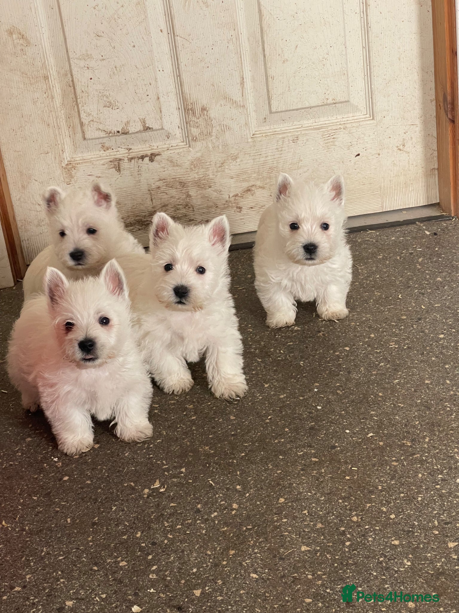 West Highland Terrier dogs Royal kennel club registered west highland white  - Advert 1