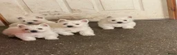 West Highland Terrier dogs for sale: Royal kennel club registered west highland white  - Advert 1
