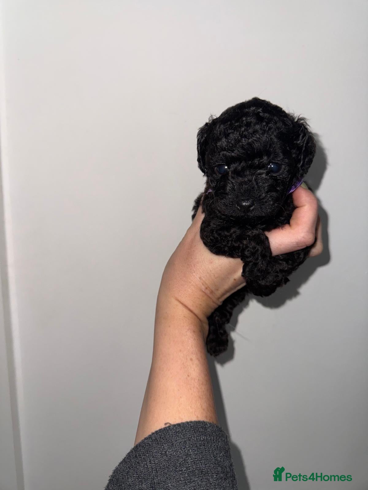 Cavapoo dogs Tiny f1bb Toy Cavapoos 🖤Ready Easter weekend  - Advert 14