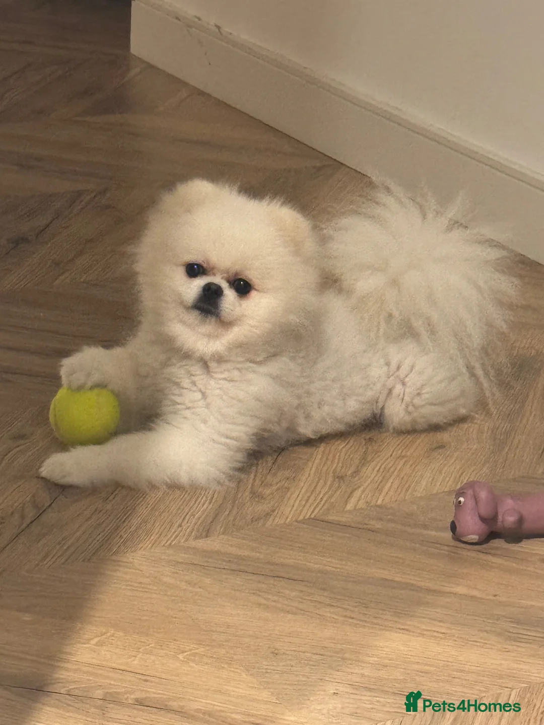 Pomeranian dogs for stud: pomeranian Looking for Breeding Partner in London - Advert 2