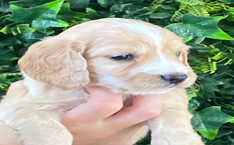 Cocker Spaniel dogs - Advert 9