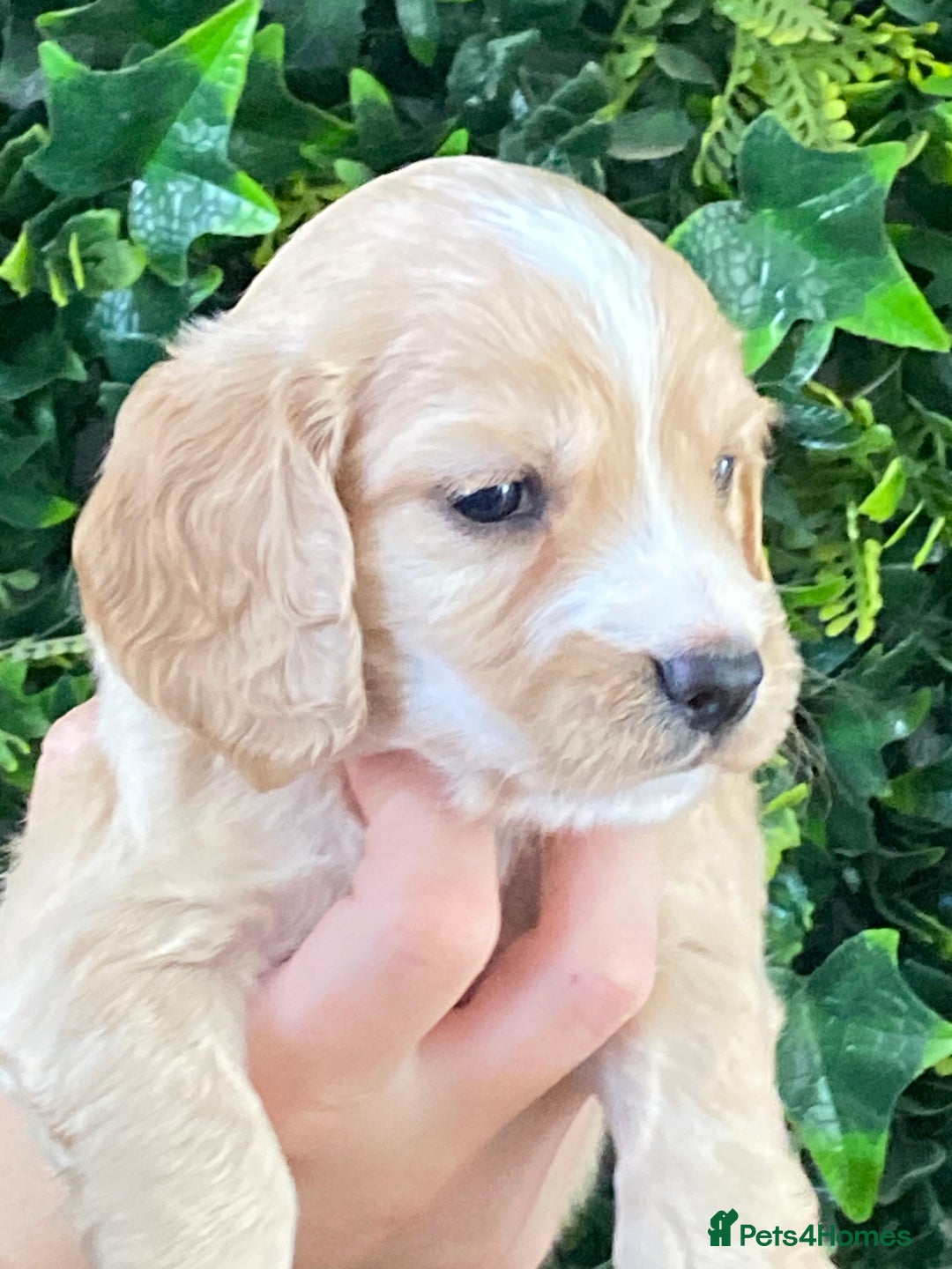 Cocker Spaniel dogs for sale: Cocker Spaniel Puppies  - Image 1