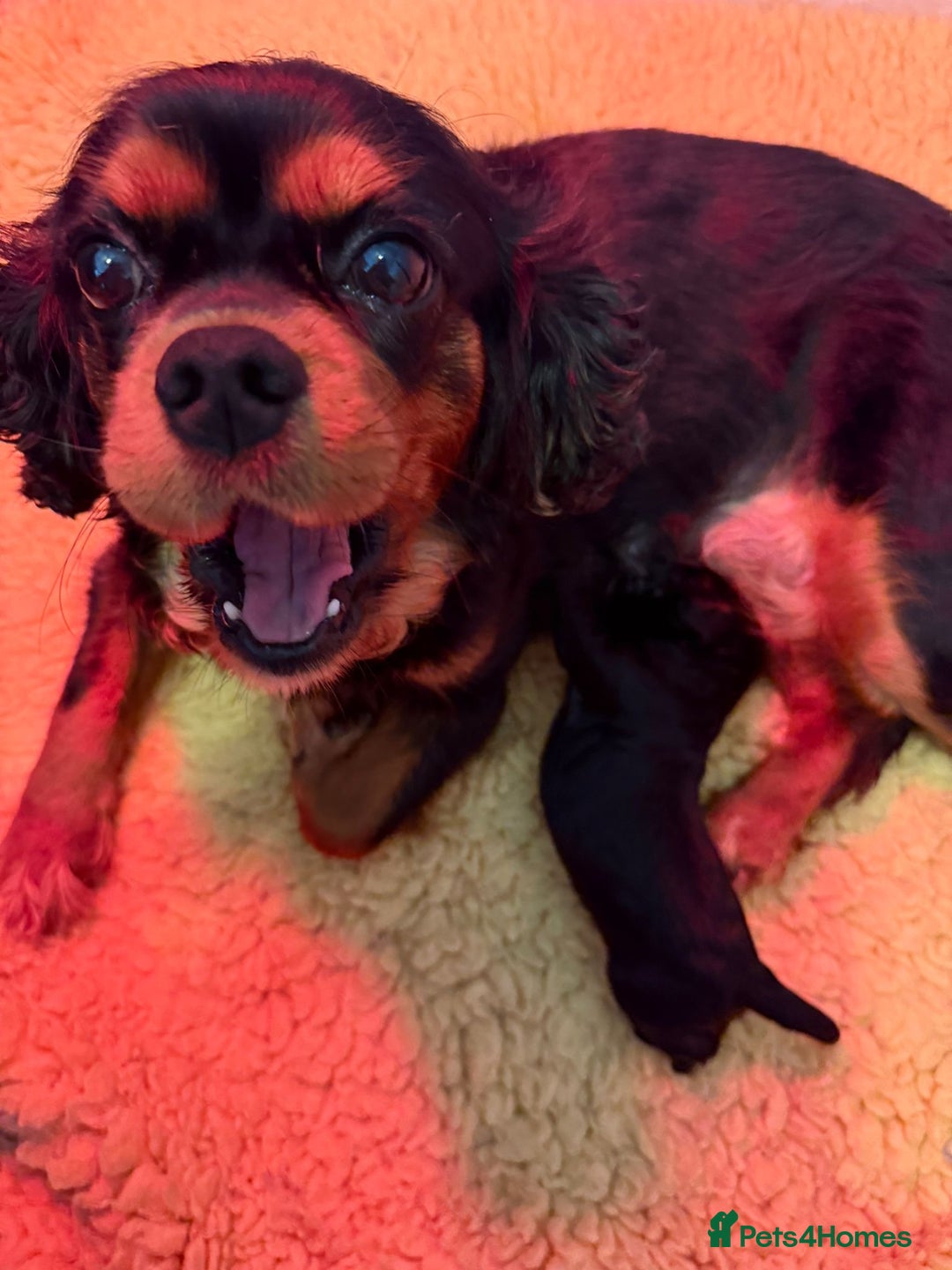 Cavapoo dogs for sale: F1 Beautiful Black Boy - Image 4