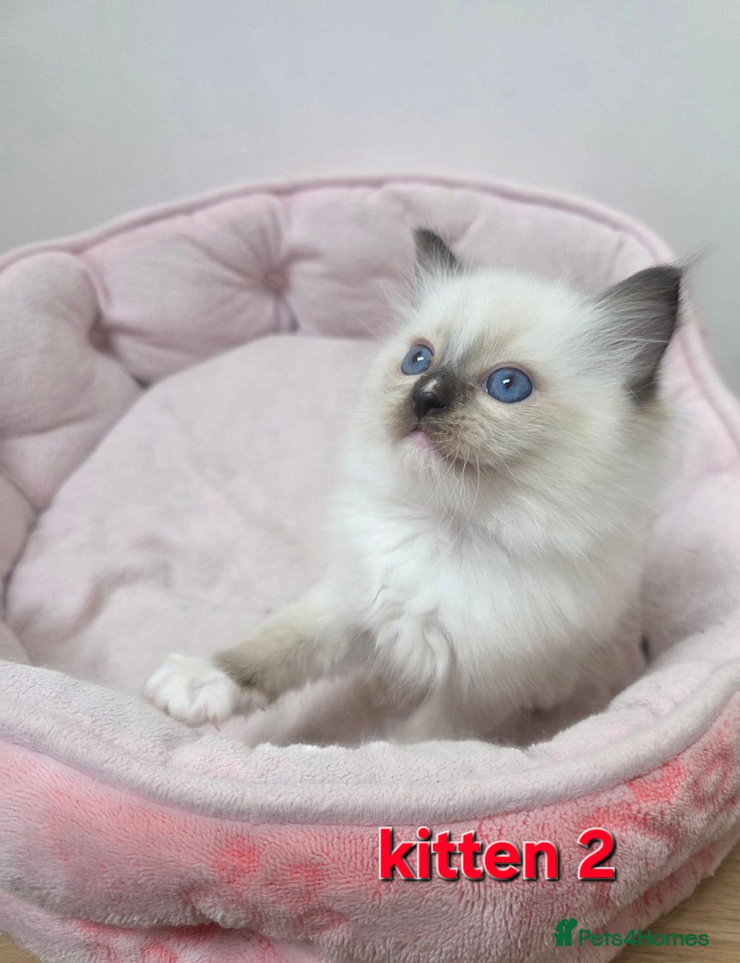 Ragdoll cats for sale: Stunning Ragdoll kitten - Advert 6
