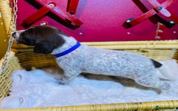 German Shorthaired Pointer dogs for sale: ⭐ 6 adorable German shorthaired pointer puppies ⭐️ - Advert 19