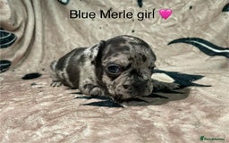 French Bulldog dogs for sale: French bulldog puppies - Image 8
