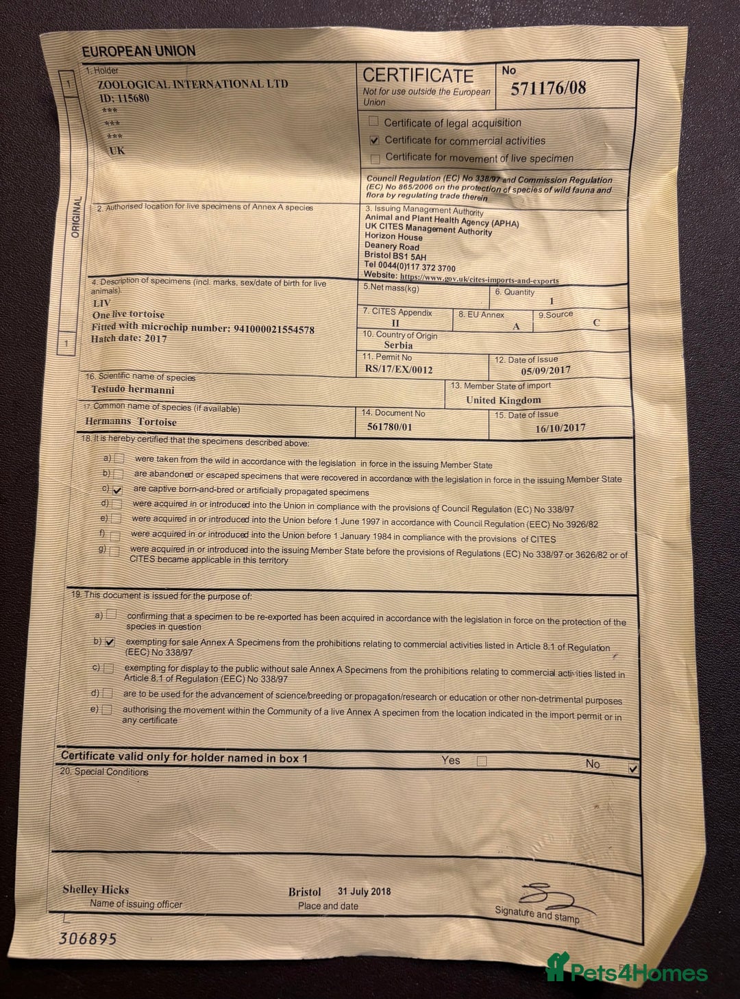 Tortoise reptiles for sale: Herman tortoise  - Advert 8