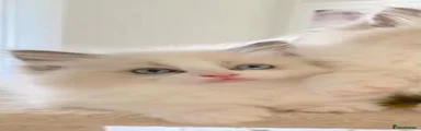 Ragdoll 2