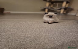 Ragdoll cats for sale: 1xmale 1xfemale ragdoll - Advert 10