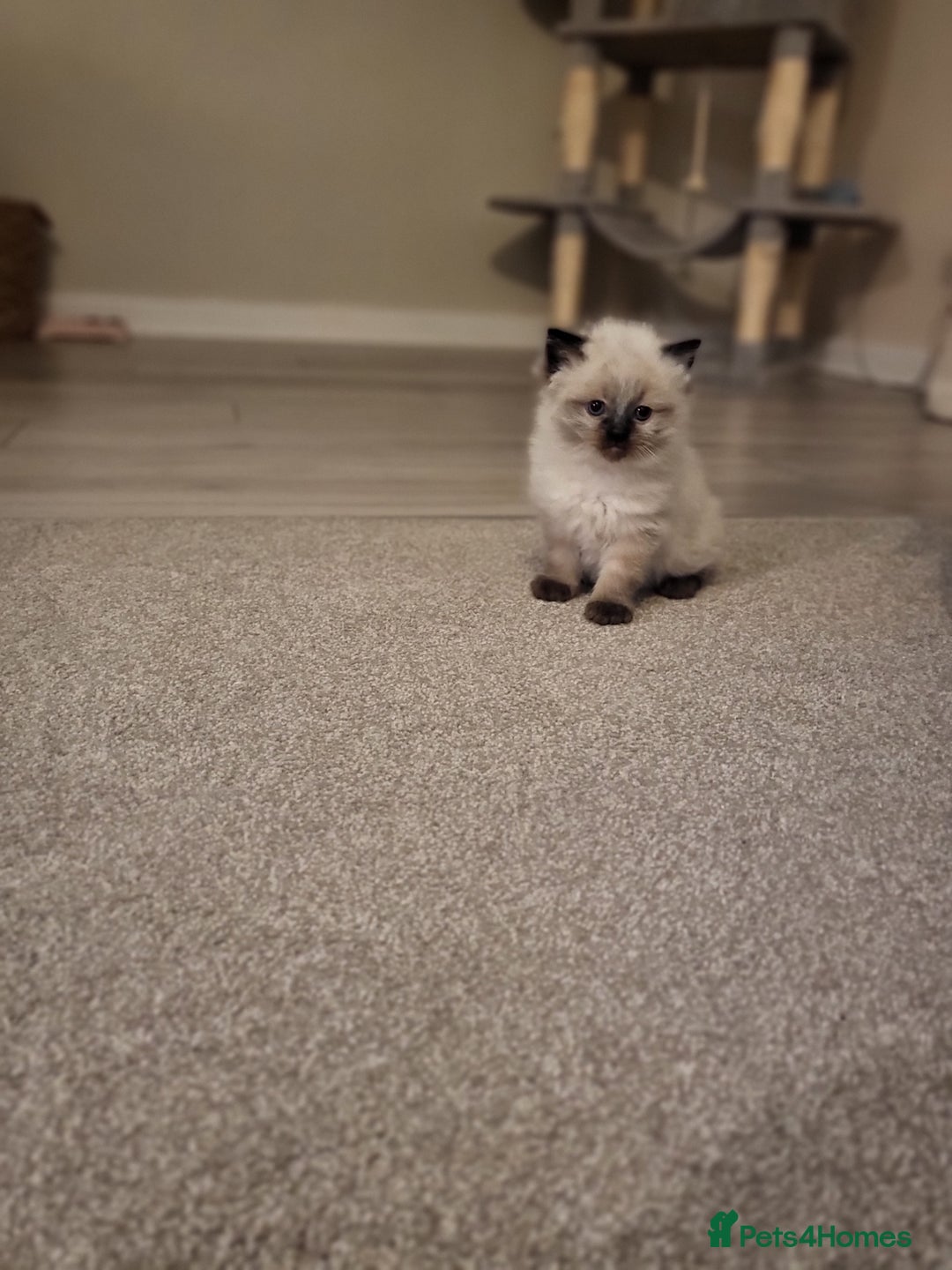 Ragdoll cats for sale: 1xmale 1xfemale ragdoll - Advert 10