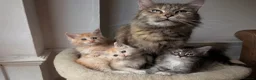Maine Coon cats for sale: Sweet teddy bears. 🧸 🐈‍⬛ - Advert 3
