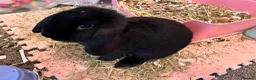 Mixed Breed rabbits for sale: Gorgeous boy - Advert 1