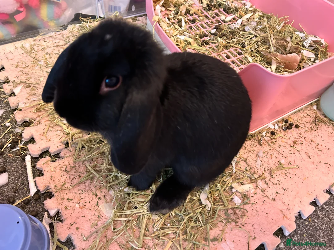 Mixed Breed rabbits for sale: Gorgeous boy - Advert 1