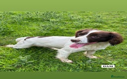 English Springer Spaniel dogs for sale: ✨ Working English Springer Spaniel Puppies ✨ - Image 25
