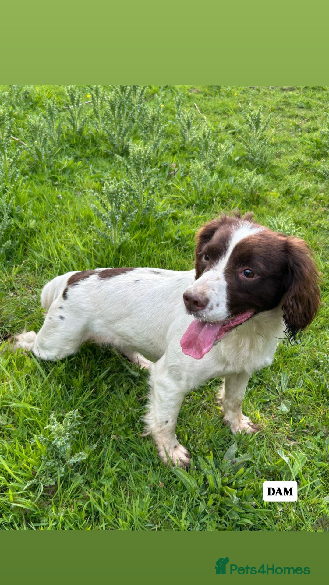 English Springer Spaniel dogs for sale: ✨ Working English Springer Spaniel Puppies ✨ - Image 25