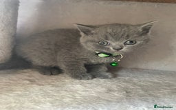 British Shorthair cats for sale: Female pure British shorthair kittens - Image 11
