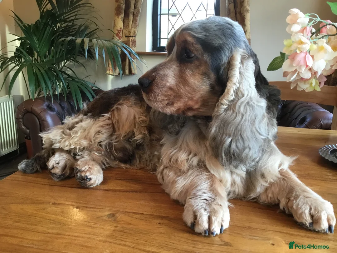 Cocker Spaniel dogs for stud: Stunning Sable, Show Cocker Stud,  Health Tested. in Market Drayton - Advert 16