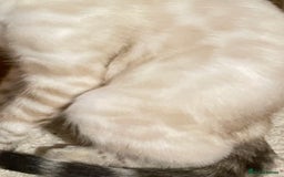 Bengal cats for sale:  Beautiful Bengal ready to reserve - Image 17