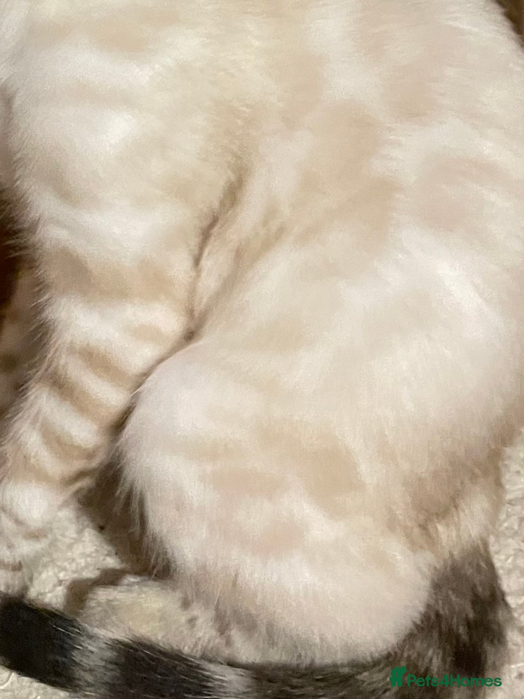 Bengal cats for sale:  Beautiful Bengal ready to reserve - Image 17