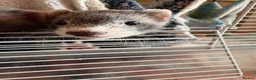 Ferret rodents for sale: Baby ferrets looking for a loving home together:) - Advert 2