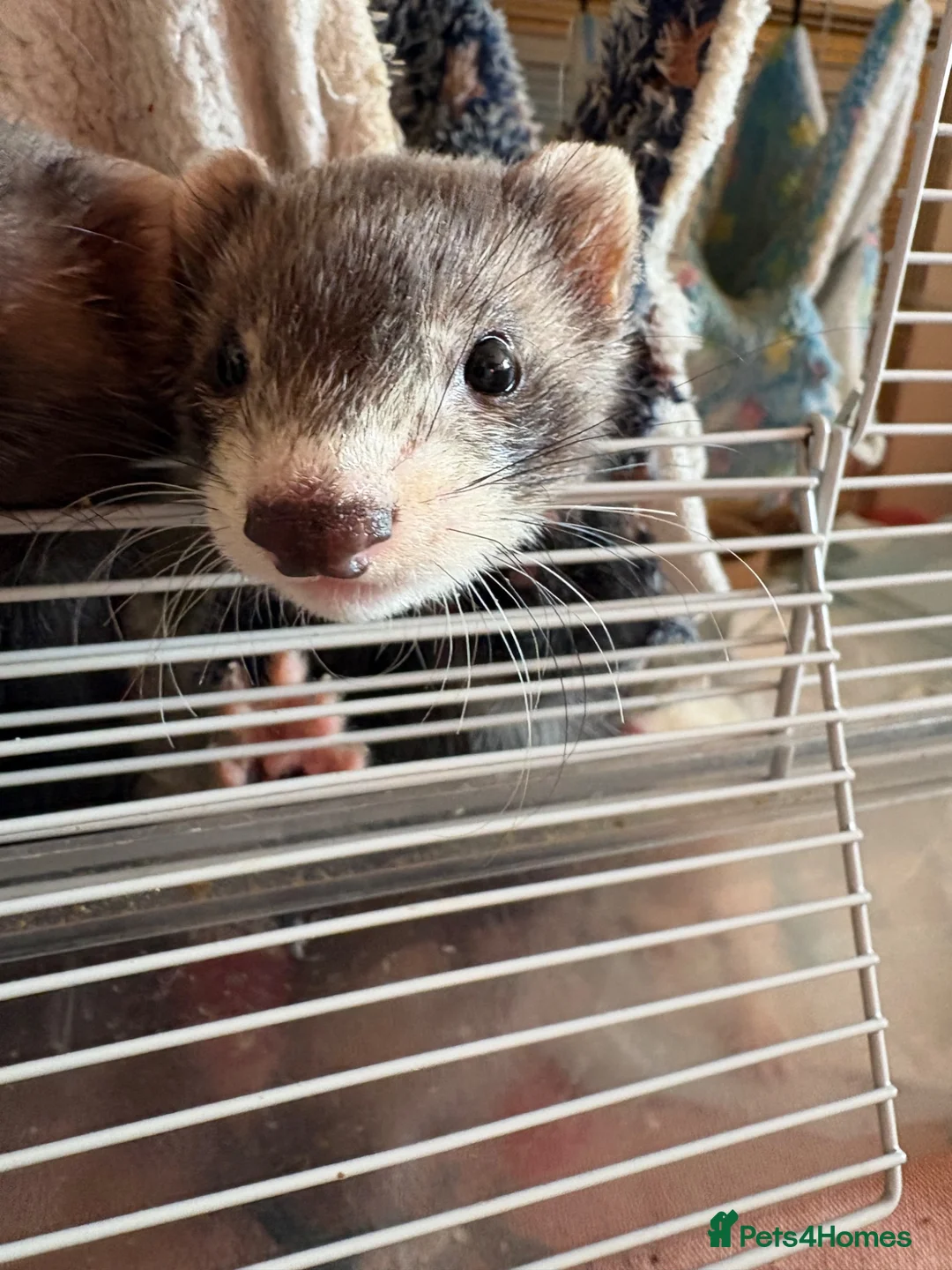 Ferret rodents for sale: Baby ferrets looking for a loving home together:) - Advert 2