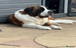 Saint Bernard dogs for stud: Proven Rough coated saint bernard  in Nottingham - Image 4