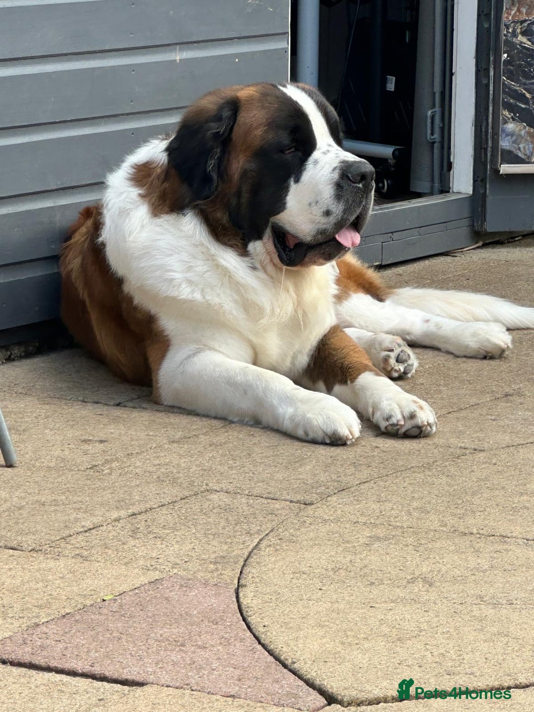 Saint Bernard dogs for stud: Proven Rough coated saint bernard  in Nottingham - Image 4