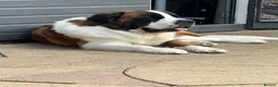 Saint Bernard dogs for stud: Proven Rough coated saint bernard  in Nottingham - Advert 4